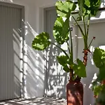 Paros Apartments *